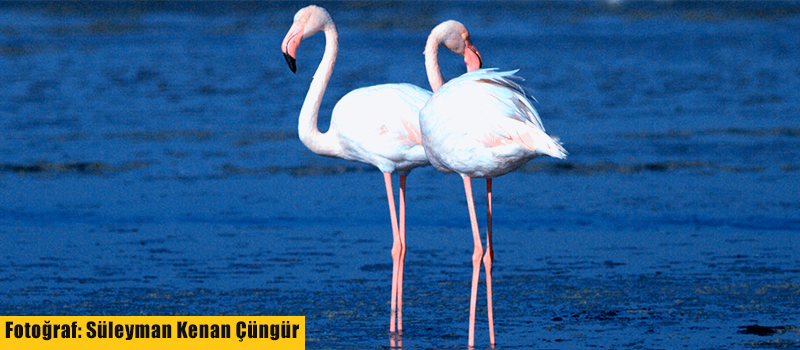 Küçük bir dokunuş Acıgöl’ü flamingo cenneti yapmaya yetecek