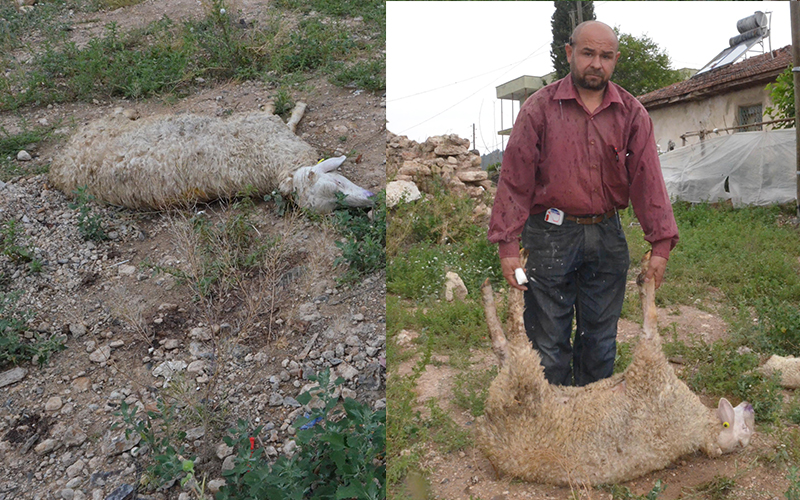 Telef olan küçükbaş hayvanlarla ilgili soruşturma başlatıldı