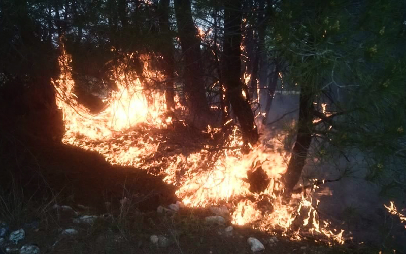 Ormanı yangını büyümeden söndürüldü