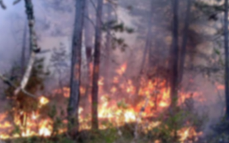 Güney’de orman yangını
