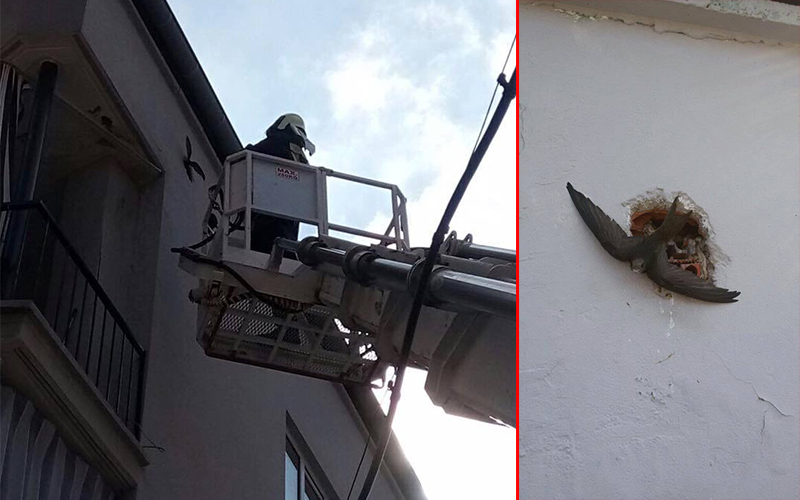 Yuvasına sıkışan kuşu itfaiyeciler kurtardı