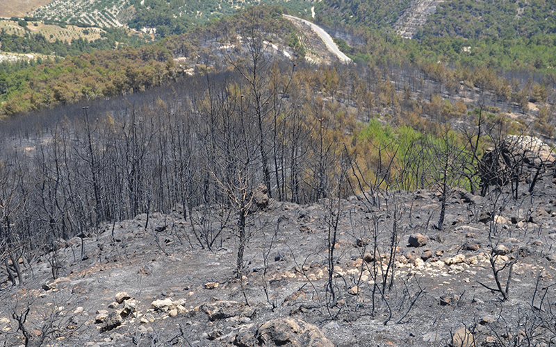 Denizli’deki yangında 400 hektar orman kül oldu