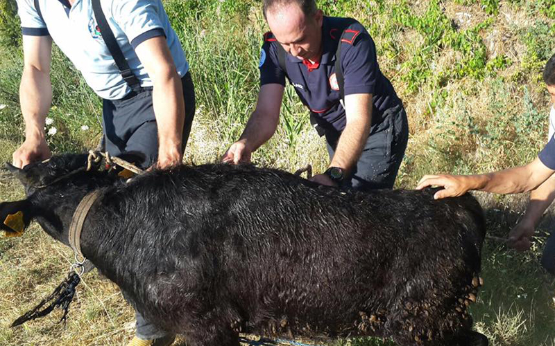 Su kanalına düşen inek kurtarıldı