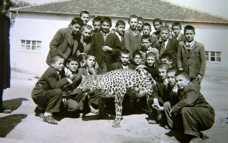 Denizli’de yaşayan Anadolu leoparının fotoğrafı albümden çıktı