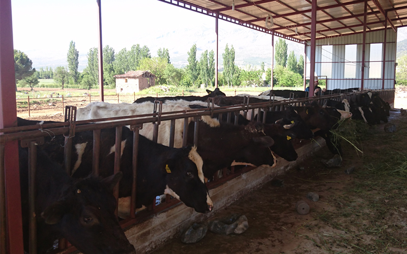 Denizli’de 116 bin küçük ve büyükbaş hayvan kesildi