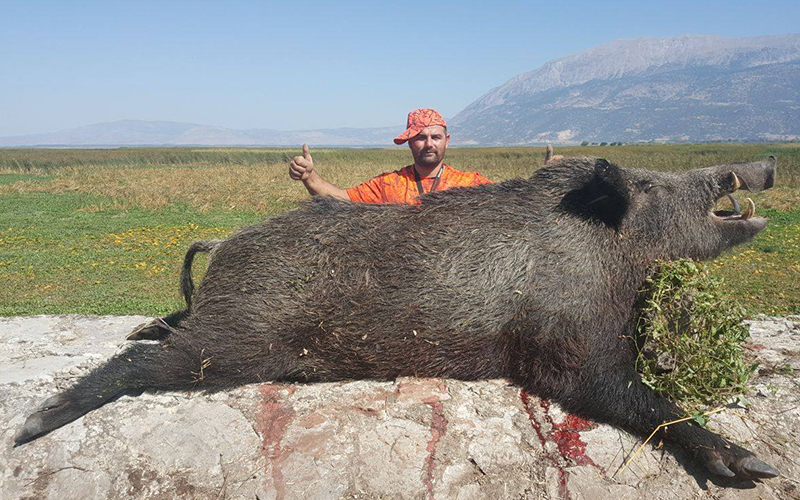 Dev domuz avlandı Çivrilliler rahatladı