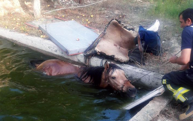 Buldan’da havuza düşen atı itfaiye ekibi kurtardı