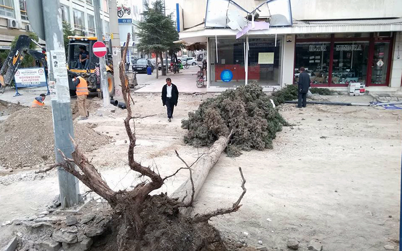Devrilen ağaç levhayı parçaladı