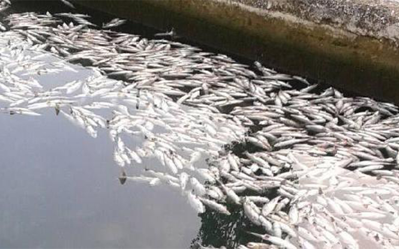 Alabalık tesisinde 10 bin balık telef oldu