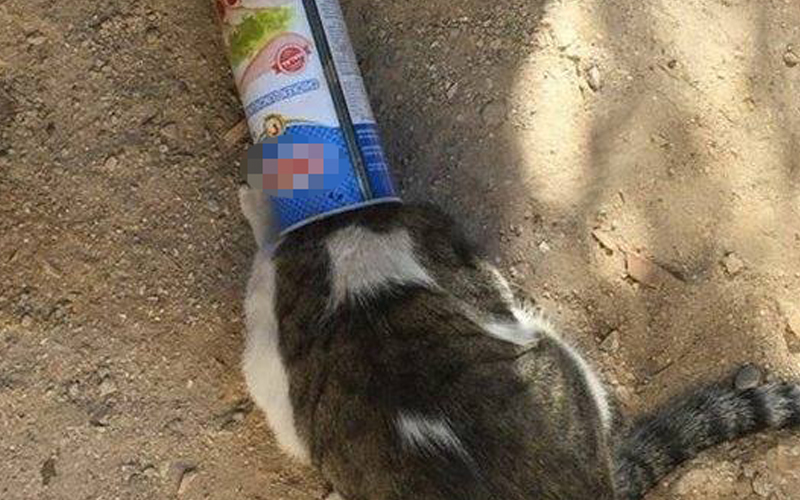 Aç kedi başını gıda kutusuna kıstırdı