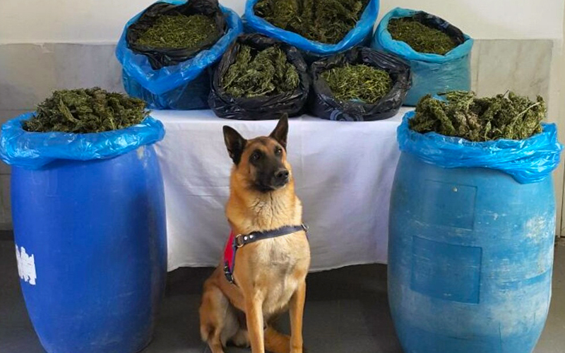 Denizli’de Evlat’lı operasyonda 17 kilo esrar bulundu