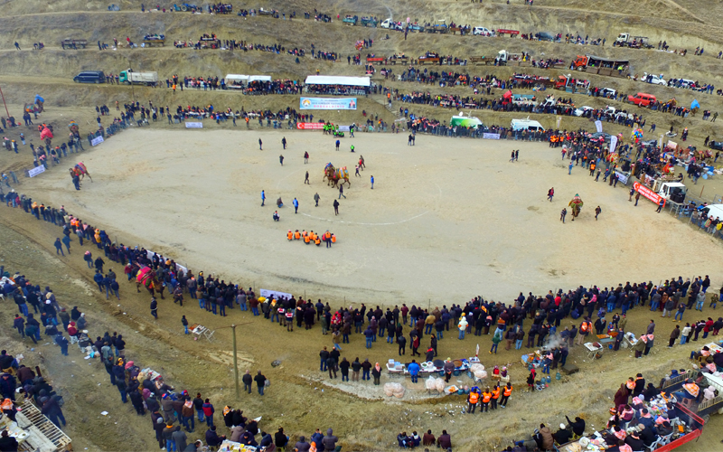 Sarayköy Arena’da deve güreşleri festivali