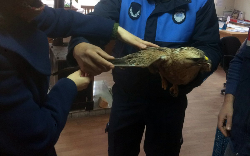 Yaralı bulunan şahin tedavi edildi