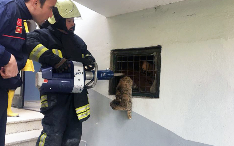 Kedinin imdadına onlar yetişti