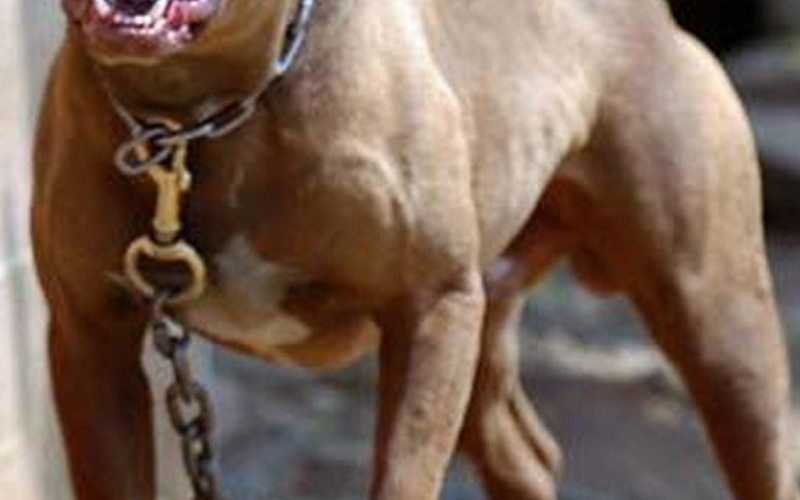 Kimlik soran polisin üzerine pitbull’u saldı