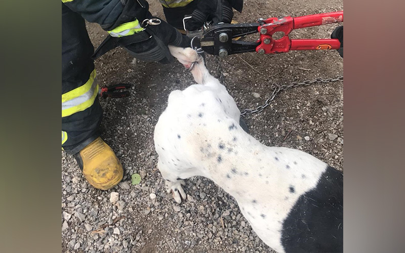 Bacağı demir halkaya sıkışan köpeği itfaiye kurtardı