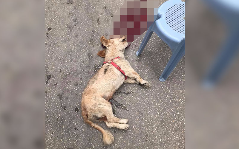 Vicdansız sürücü köpeğe çarparak kaçtı
