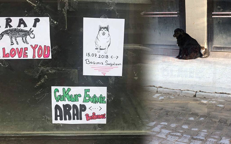 Sokak köpeği Arap için taziye köşesi