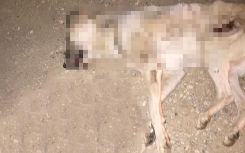 Caniler yerde yatan köpeğe çarpıp metrelerce sürükledi