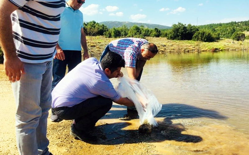 Gölete 5 bin sazan balığı yavrusu bırakıldı