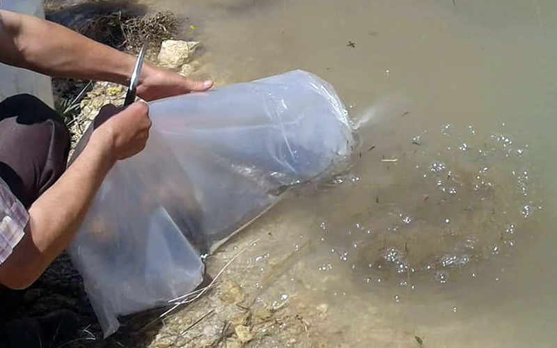 Gölete 10 bin sazan balığı yavrusu bırakıldı