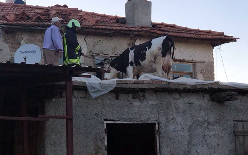 İnek dama kendi çıktı, itfaiyeciler indirdi
