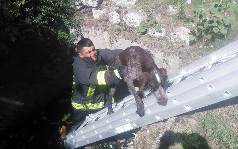 Kuyuya düşen köpeği itfaiyeciler kurtardı