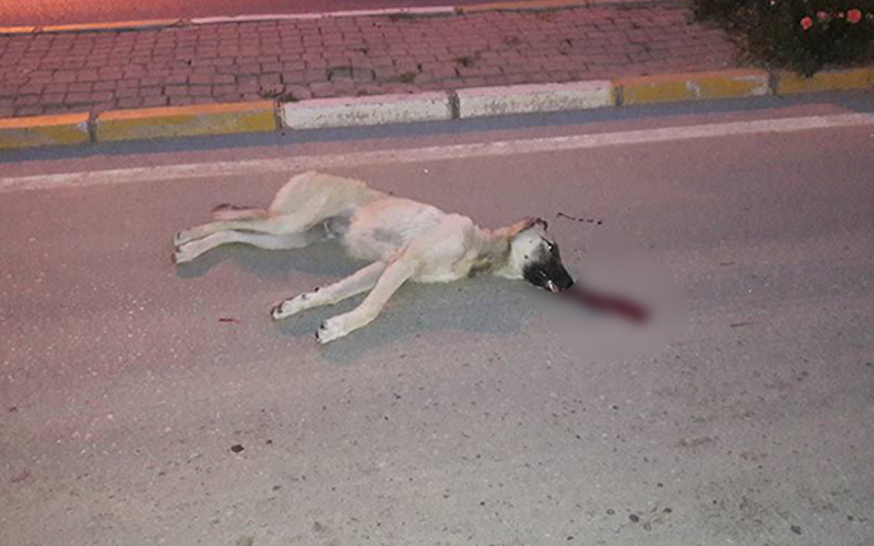 Vicdansız sürücü köpeğe çarparak kaçtı