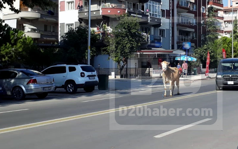 Kurbanlık dana önde sahibi peşinde şehir turu