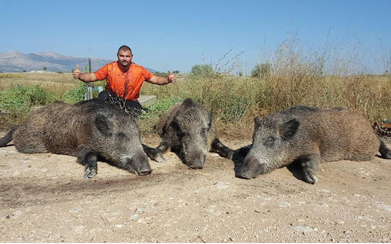 Çiftçilerin korkulu rüyası olan 3 domuzu avladı