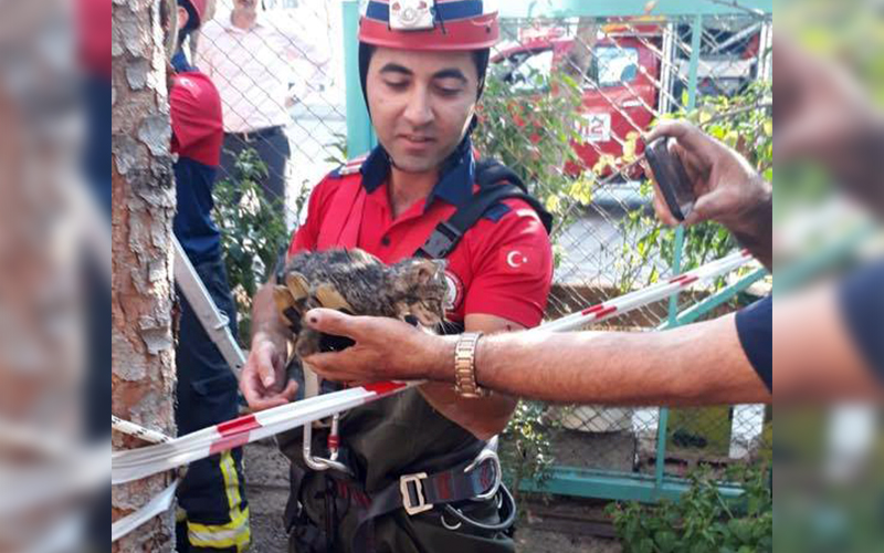 Kedi yavrusunu kurtarmak için 2 şubeden ekipler seferber oldu