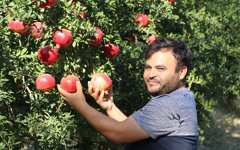 Dalında satılan Hicaz narı çiftçinin yüzünü güldürdü