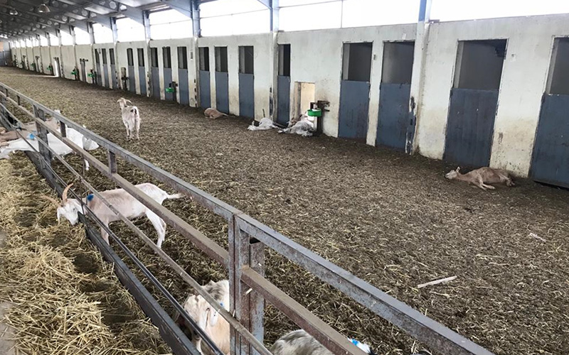 Aç bırakıldığı iddia edilen 150 keçi telef oldu