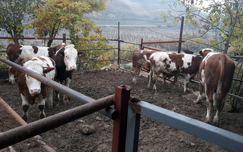 Hırsızlık parasıyla küçükbaş ve büyükbaş hayvan almışlar
