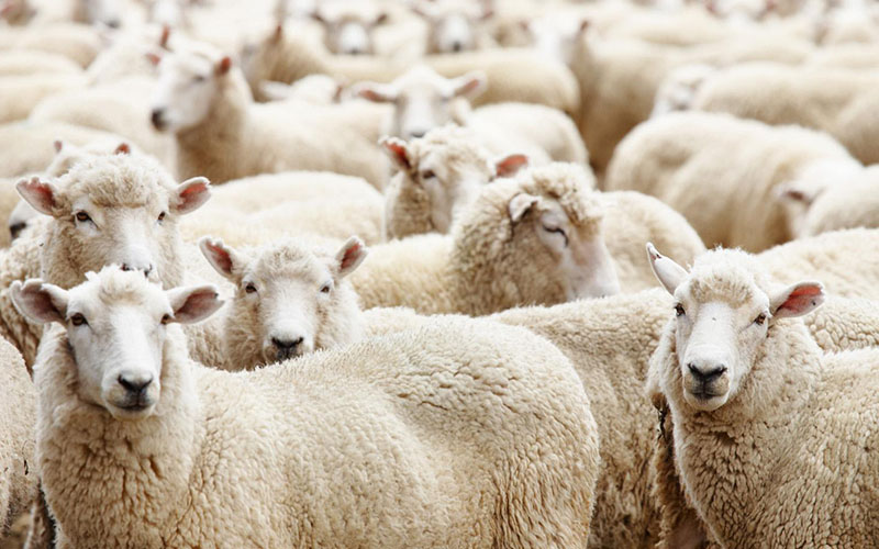 Hayvan hırsızlarını çobanlar yakalattı