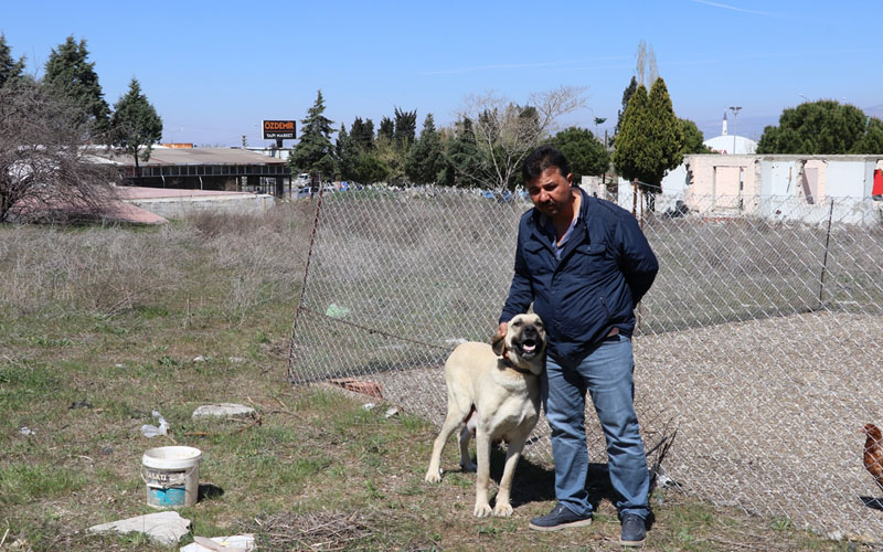 9 kangal yavrusu çalındı, sahibi polise koştu