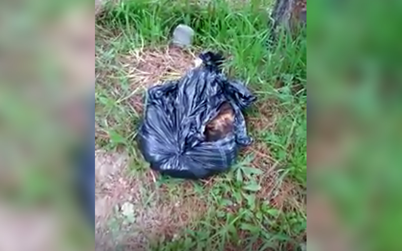 Kedileri zehirlediler, sonra da poşetleyip attılar