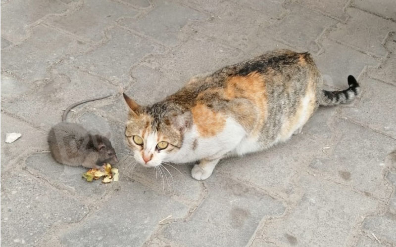 Kedi ile fare yiyeceği paylaştı, görenler şaşkına döndü