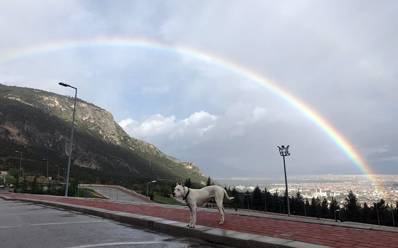 Yağmur sonrası gökyüzünün süsü: Gökkuşağı