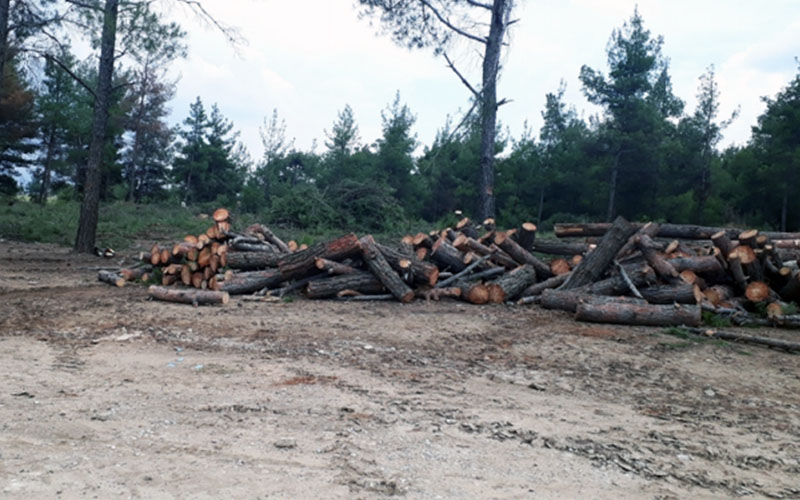 90 hektar alanda endüstriyel ihtiyaç için çam ağacı kesimi