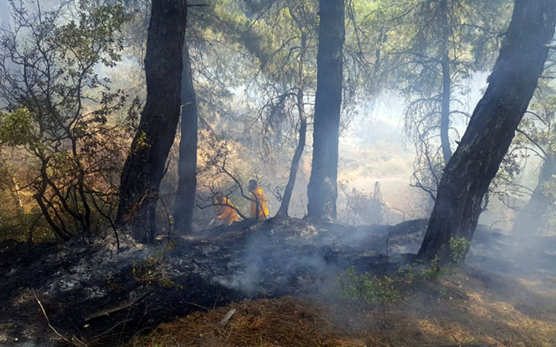 Buldan’da orman yangını çıktı