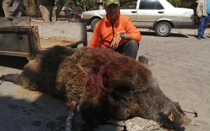 Avcılar 290 kiloluk domuzu avladı