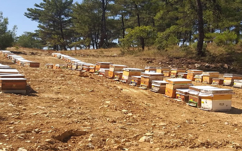 Buldan’ın arıları Muğla’ya taşınıyor