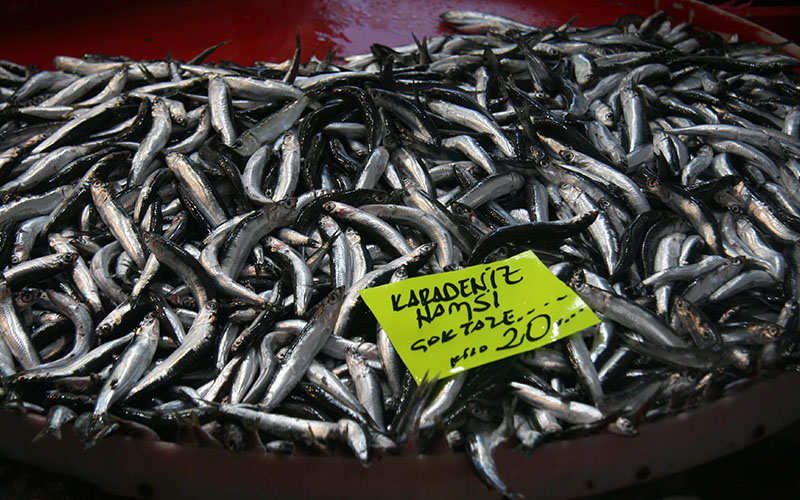 Balık Hali’ndeki hamsinin fiyatı şaşırtıyor