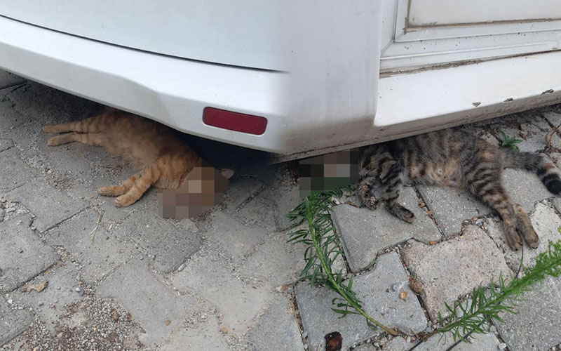 Denizli’de 28 kedi zehirlenerek öldürüldü