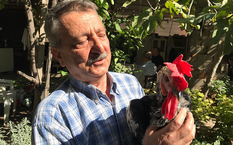 Horoz yetiştiricileri vatandaştan hoşgörü istiyor