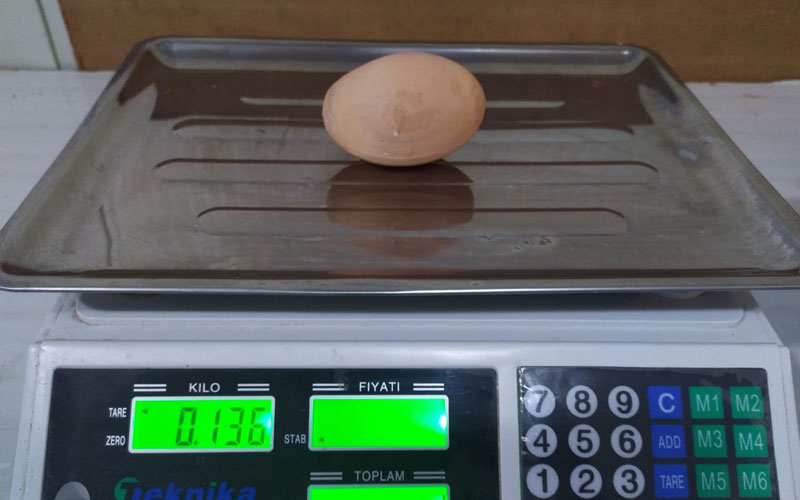 136 gramlık yumurta şaşkına çevirdi