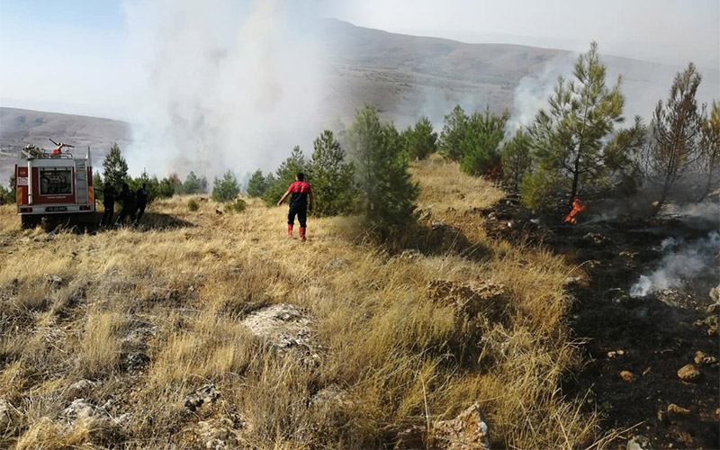 Anızla birlikte ormanı da yaktı