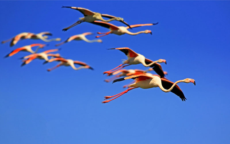 Acıgöl’de flamingoların görsel şöleni