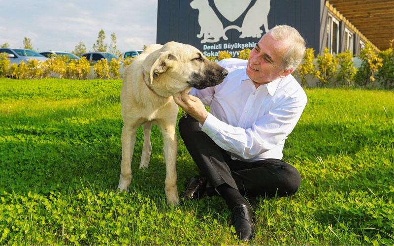 Şiddete maruz kalan köpek artık “Mutlu” ve güvende